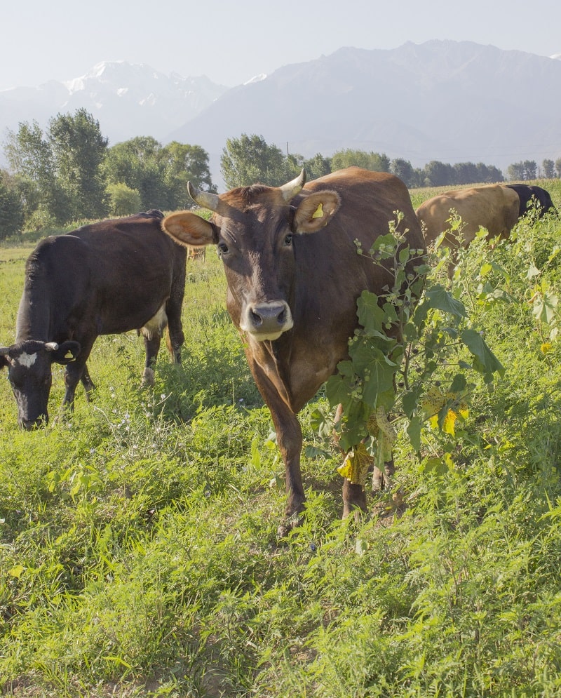 Коровы эко фермы в Алматы 'Славянка'